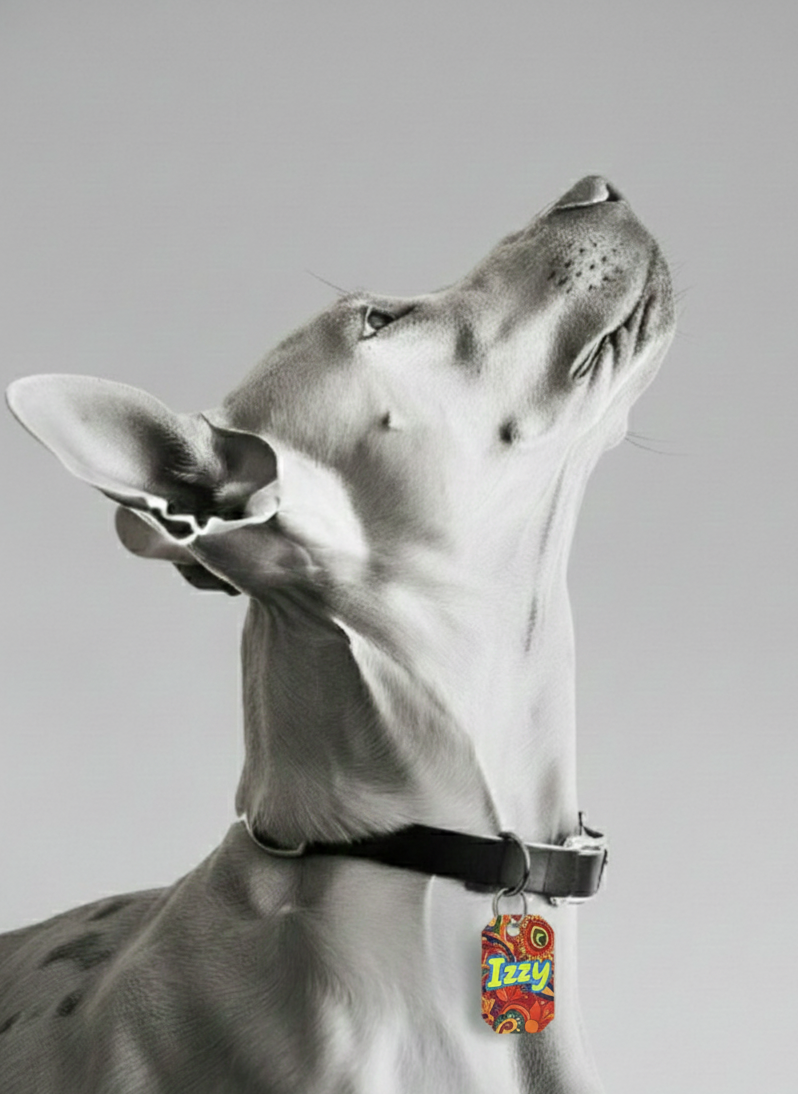 Izzy Tag (Pack of 3)