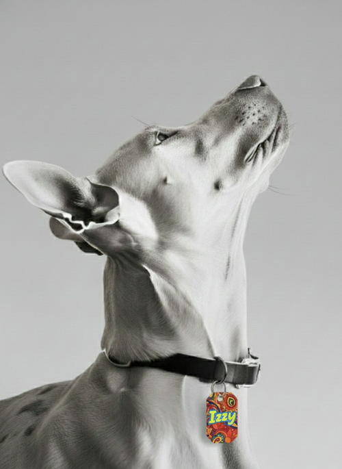 Izzy Tag (Pack of 3)